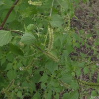 Basilicum polystachyon (L.) Moench